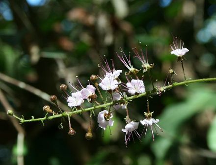 Flowering branch of Hirtella racemosa